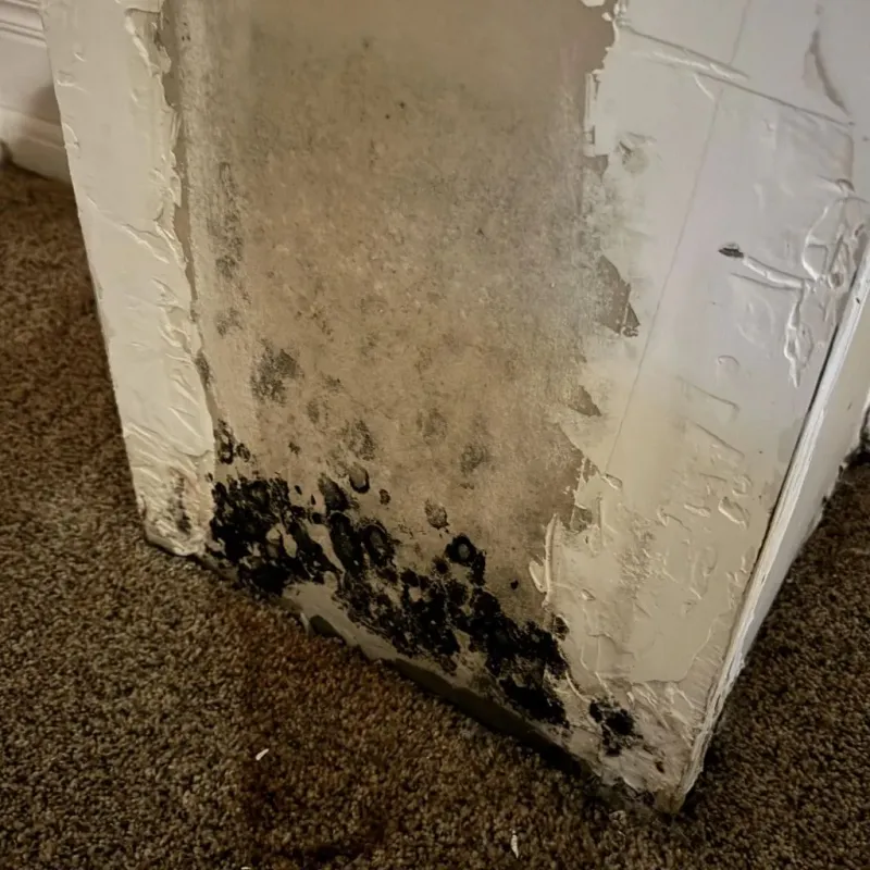 Professional Mold Removal in Devine, TX